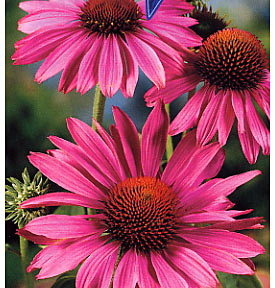 Echinacea can help fight off colds and flu